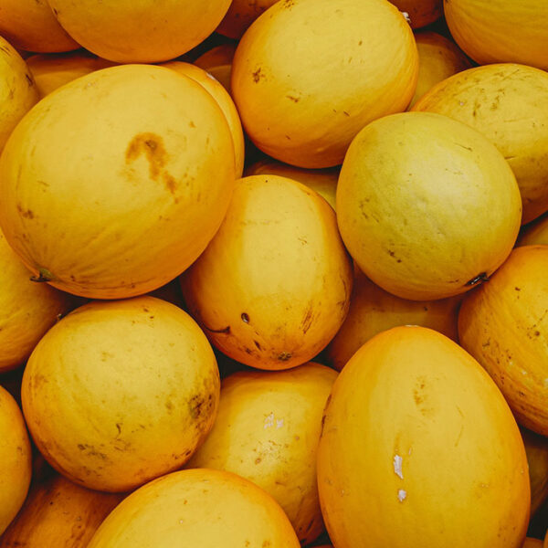 Cantaloupe Melon Variety