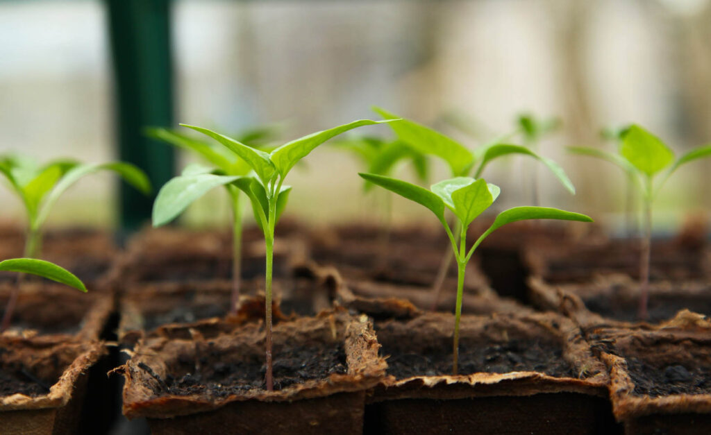Greenhouse/Professional Hybrid Seeds