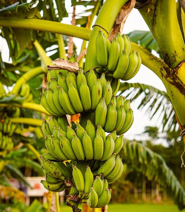 Hybrid Banana Suckers