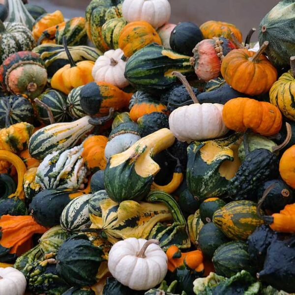 Pumpkin Variety